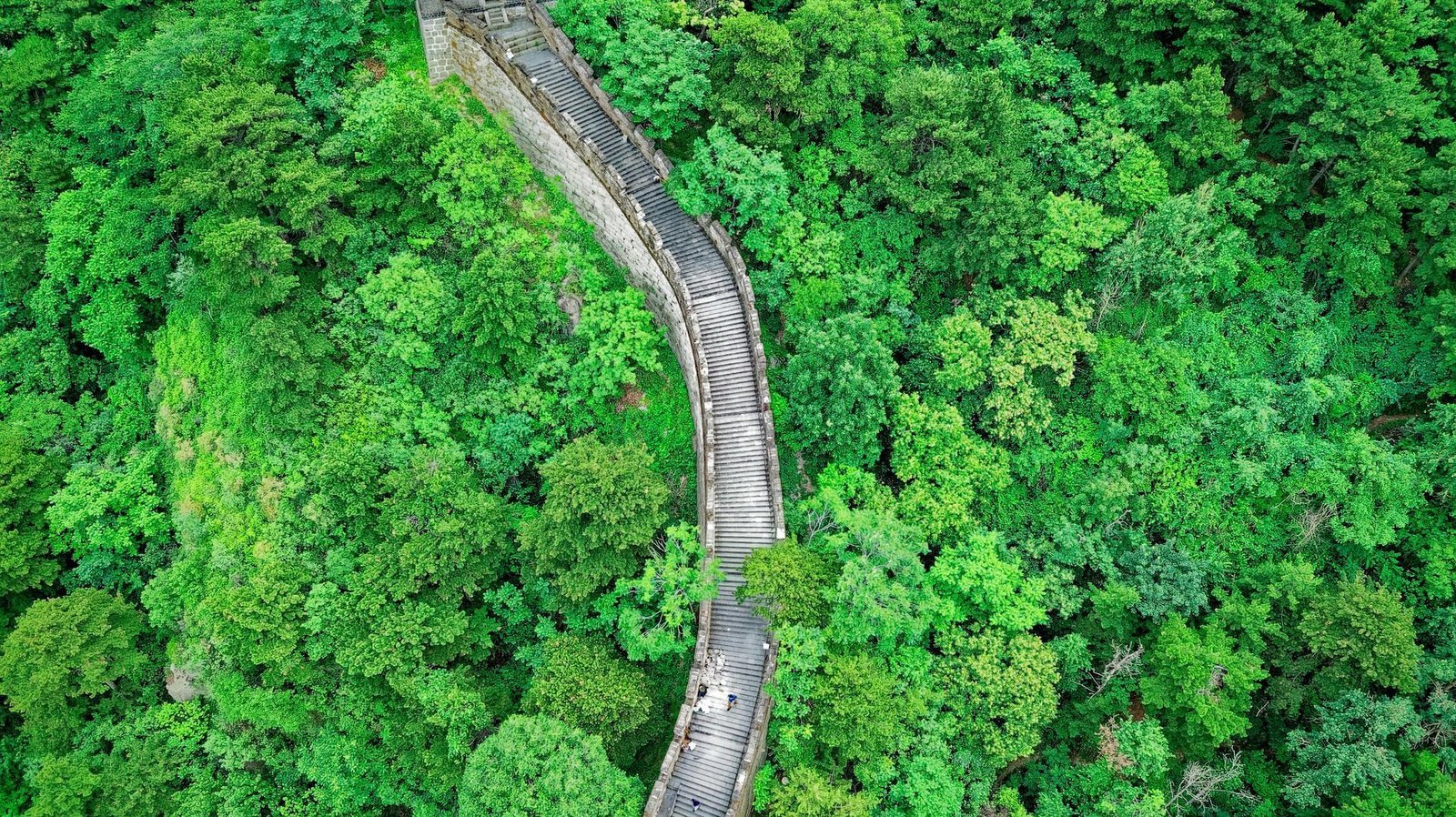 Winding stone wall through a forest